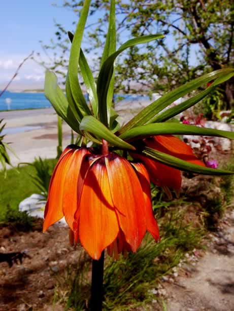 Name:  terslale1.jpg
Views: 13110
Size:  37.9 KB
