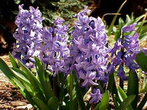 Name:  smbl.jpg
Views: 1398
Size:  53.5 KB