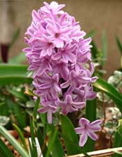 Name:  smblpembe.jpg
Views: 1230
Size:  33.0 KB