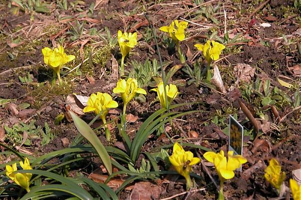 Name:  10%20Iris%20danfordiae.jpg
Views: 983
Size:  87.5 KB