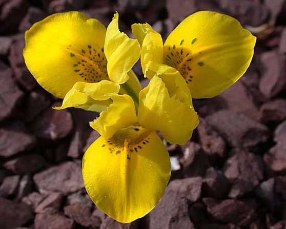 Name:  Iris_danfordiae.jpg
Views: 1867
Size:  55.8 KB