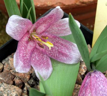 Name:  Fritillaria%20alburyana.jpg
Views: 844
Size:  35.7 KB