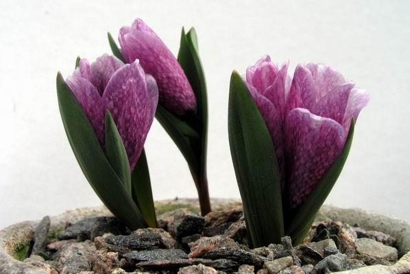 Name:  Fritillariaalburyana.jpg
Views: 639
Size:  36.8 KB