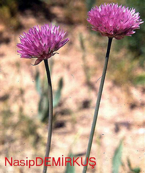 Name:  All shatakiense.jpg
Views: 793
Size:  80.7 KB