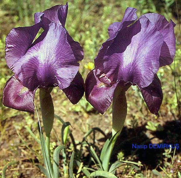 Name:  Iris%20barnumae.jpg
Views: 1658
Size:  88.9 KB