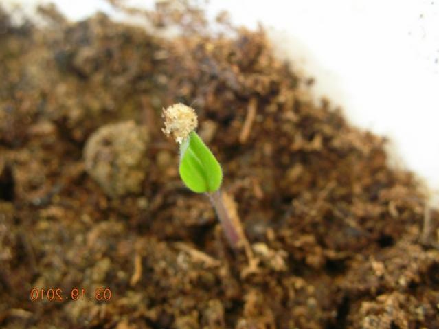 Name:  DSCN8259.jpg
Views: 4068
Size:  32.9 KB
