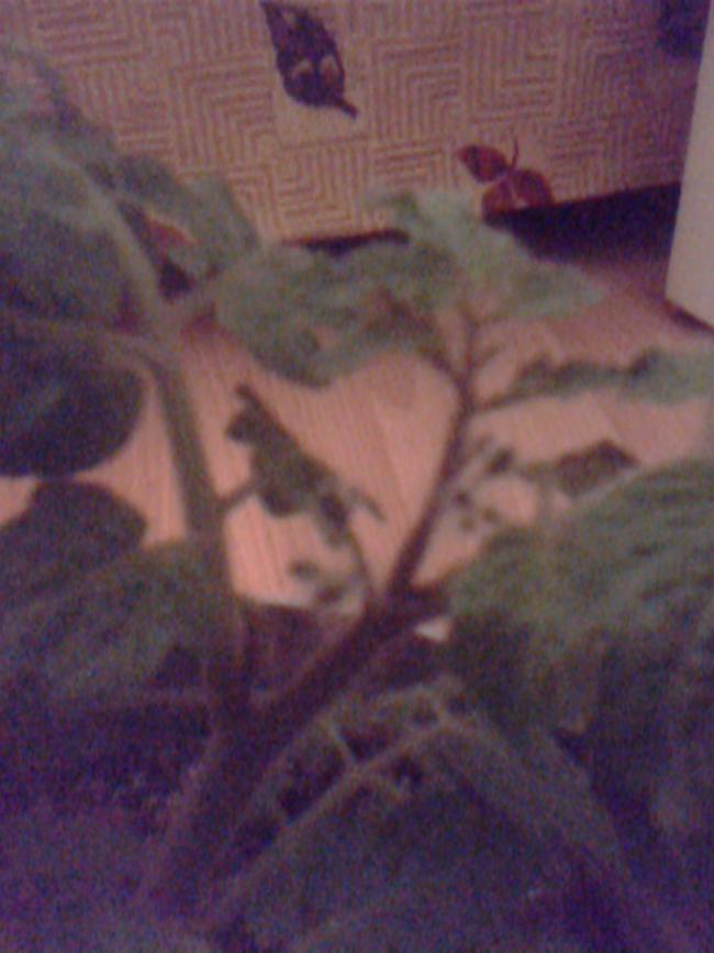 Name:  IMG0033A.jpg
Views: 814
Size:  52.4 KB