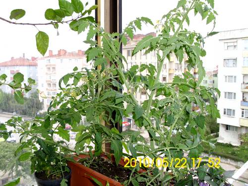 Name:  domates3.jpg
Views: 1217
Size:  48.2 KB