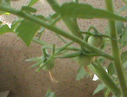Name:  domates 010.JPG
Views: 1355
Size:  69.5 KB