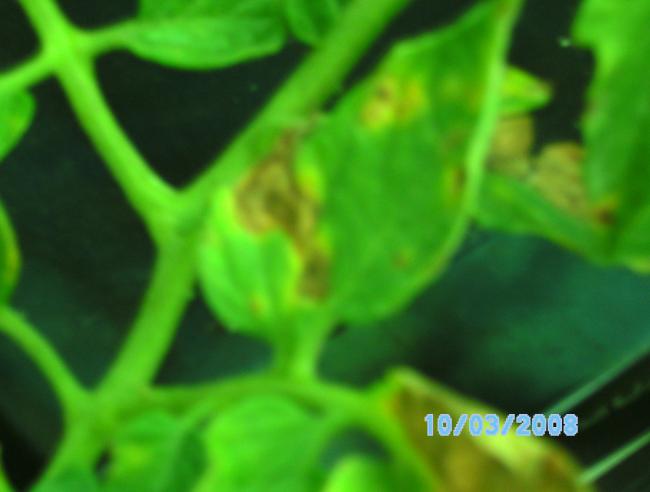 Name:  SANY0250.jpg
Views: 7736
Size:  26.0 KB