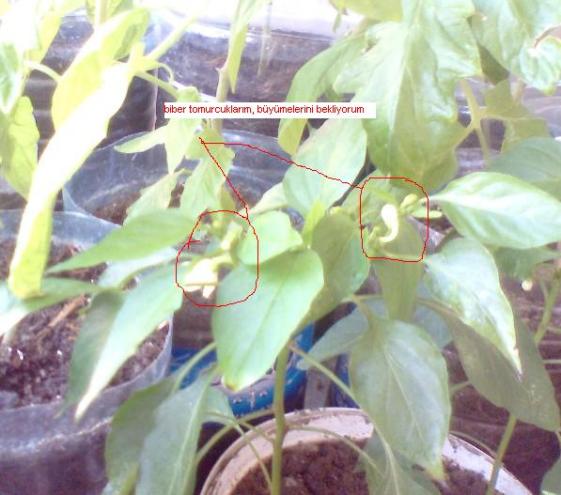 Name:  2.jpg
Views: 6455
Size:  51.0 KB