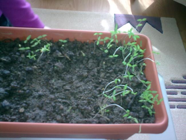 Name:  Grnt0950.jpg
Views: 1617
Size:  43.0 KB