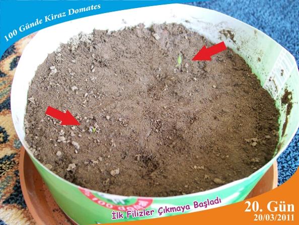 Name:  domates3.jpg
Views: 6505
Size:  65.8 KB