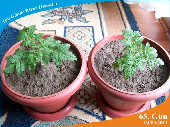 Name:  domates12.jpg
Views: 6505
Size:  66.7 KB