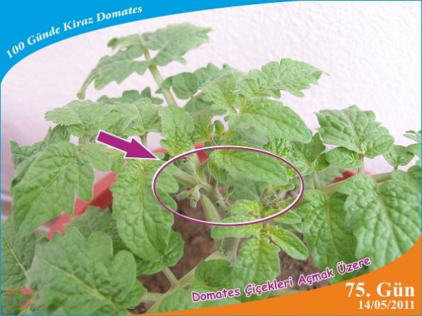 Name:  domates15.jpg
Views: 6162
Size:  49.8 KB