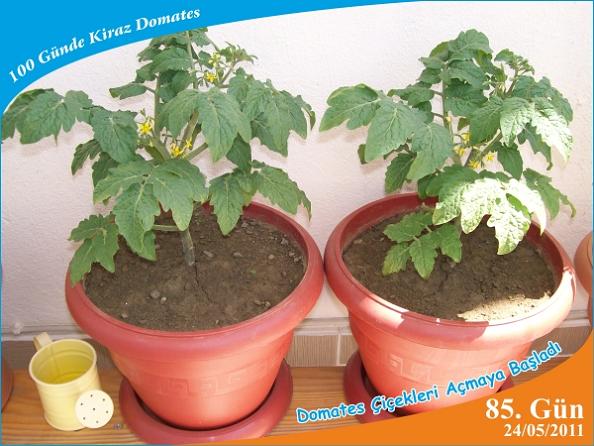 Name:  domates16.jpg
Views: 6335
Size:  52.8 KB