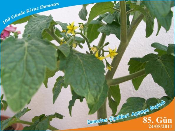 Name:  domates17.jpg
Views: 6121
Size:  47.5 KB