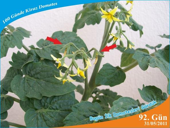 Name:  domates19.jpg
Views: 6128
Size:  49.1 KB