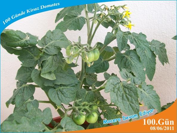 Name:  domates21.jpg
Views: 6092
Size:  55.7 KB