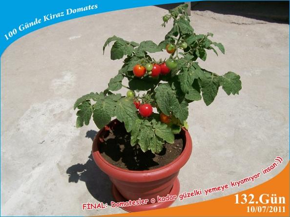 Name:  domates25.jpg
Views: 7322
Size:  46.7 KB