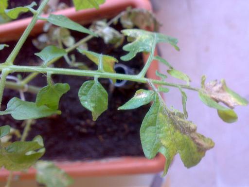 Name:  09082011066.jpg
Views: 61425
Size:  49.7 KB