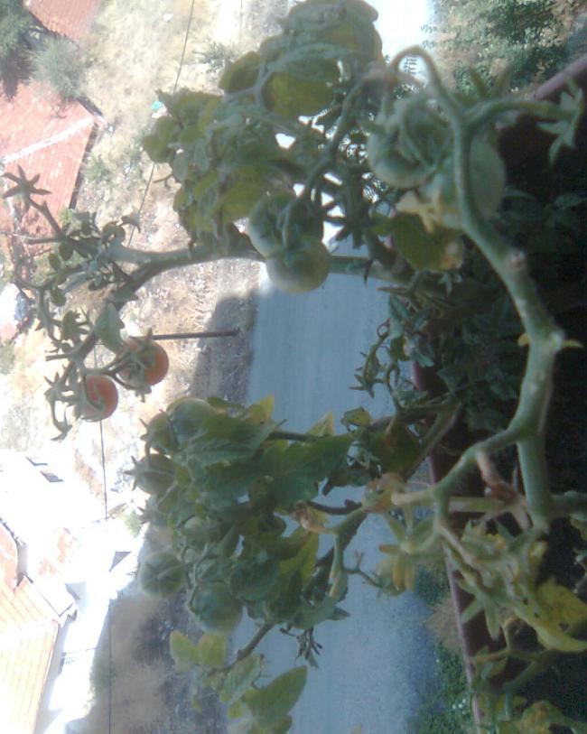 Name:  Grnt019.jpg
Views: 2321
Size:  67.9 KB