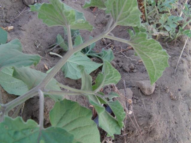 Name:  IMAG0034 [640x480].jpg
Views: 1661
Size:  47.8 KB