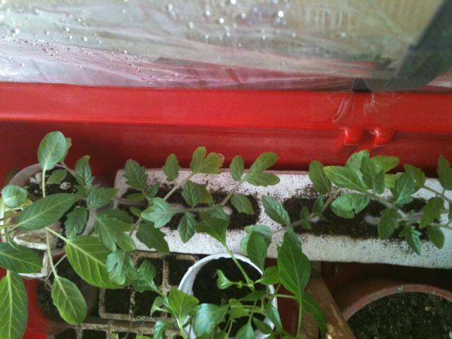 Name:  salkm eri domatesler ve pepino.jpg
Views: 1796
Size:  47.6 KB