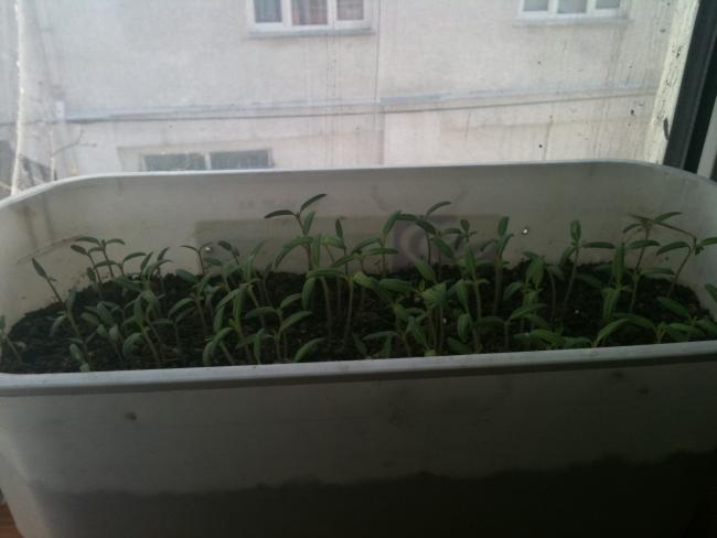 Name:  deti 013.jpg
Views: 1689
Size:  27.0 KB
