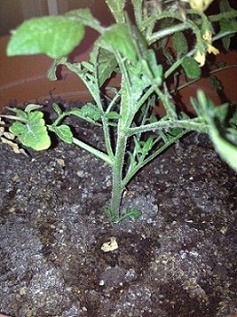 Name:  IMG_0314i.jpg
Views: 1648
Size:  65.4 KB