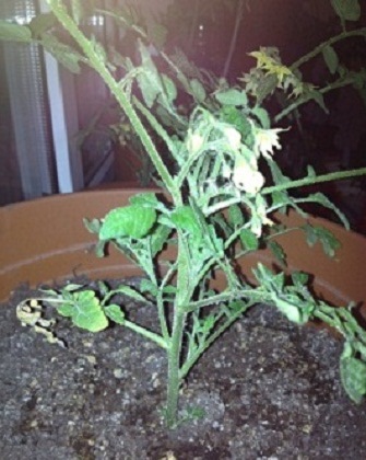 Name:  IMG_0315.JPG
Views: 1574
Size:  66.6 KB