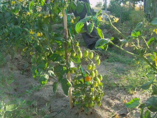 Name:  k. tar (7).jpg
Views: 9836
Size:  61.0 KB