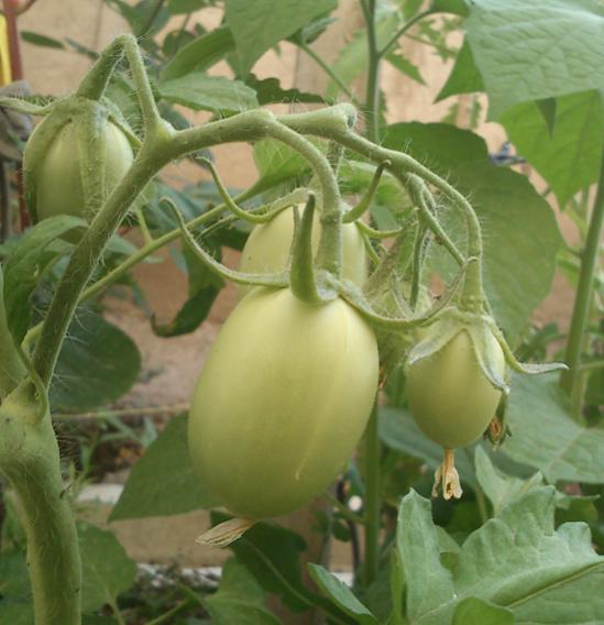 Name:  uzun_tarla_domatesi.jpg
Views: 3331
Size:  41.3 KB