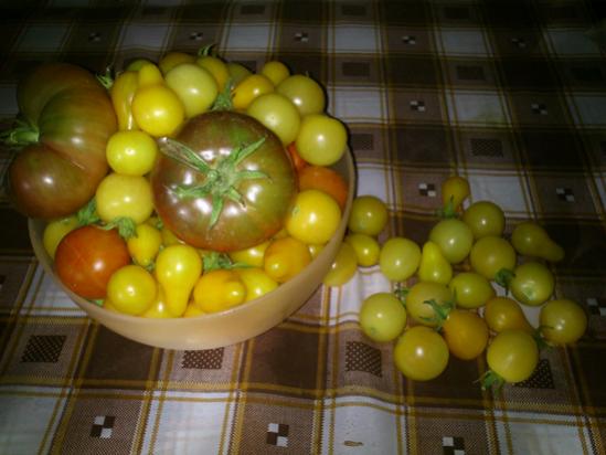 Name:  domates_2.jpg
Views: 1441
Size:  31.2 KB