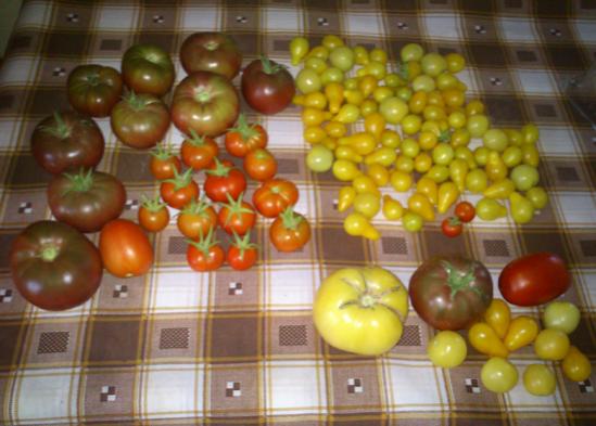 Name:  domates_hasati.jpg
Views: 3468
Size:  36.3 KB