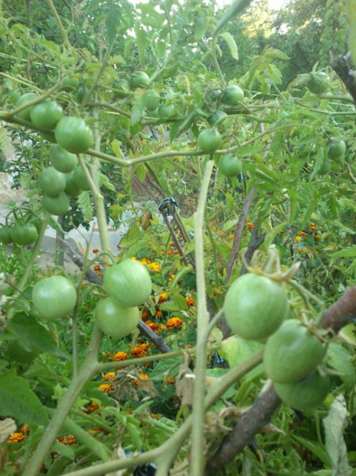 Name:  sari_salkim_domates.jpg
Views: 2067
Size:  69.5 KB