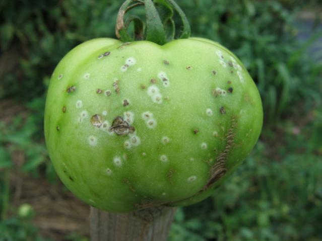 Name:  birdseye-lesions-on-tomato-fruit-bacterial-canker.jpg
Views: 25181
Size:  29.9 KB