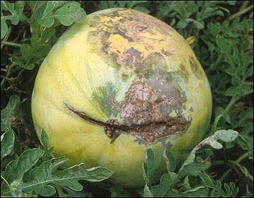 Name:  ipm1011photo02c.jpg
Views: 22815
Size:  35.9 KB