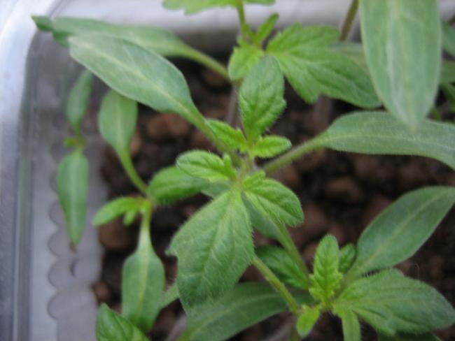 Name:  fideleme  tohumlar 176.jpg
Views: 942
Size:  31.0 KB