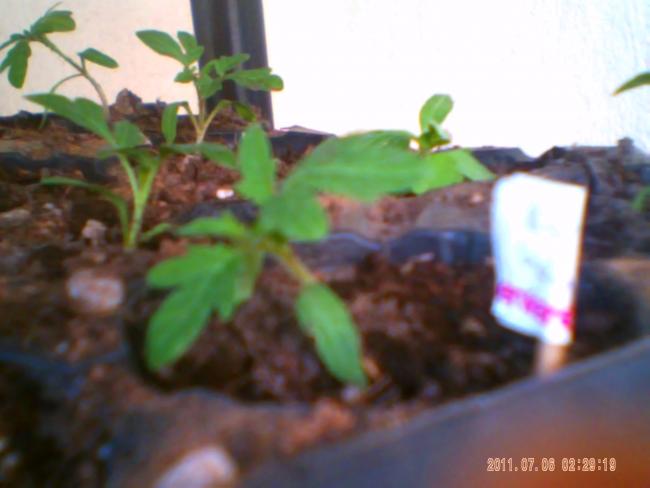 Name:  100-0020.jpg
Views: 2526
Size:  29.5 KB