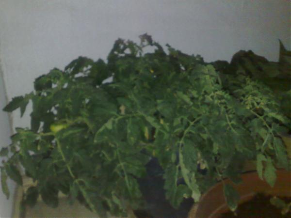 Name:  spt78466.jpg
Views: 1361
Size:  25.1 KB