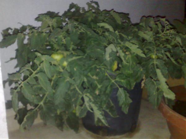 Name:  spt78467.jpg
Views: 1438
Size:  31.2 KB
