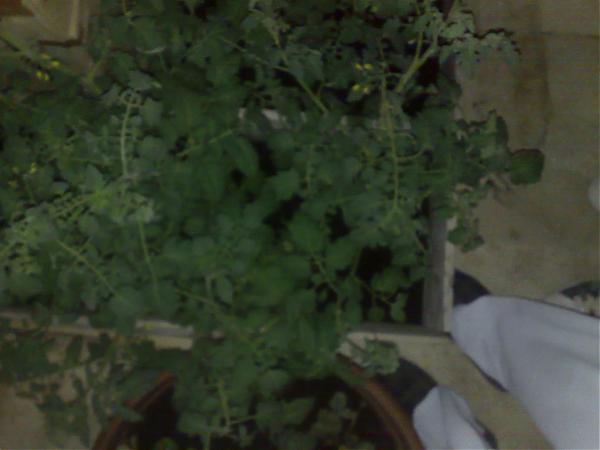 Name:  spt78470.jpg
Views: 1387
Size:  25.3 KB