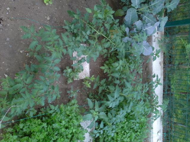 Name:  20130707_085024.jpg
Views: 1315
Size:  60.7 KB