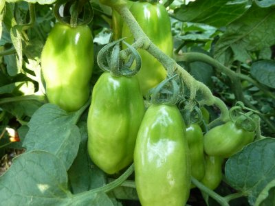Name:  san_marzano_f.jpg
Views: 1288
Size:  29.7 KB