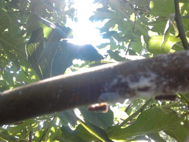 Name:  2013-07-07 11.01.46.jpg
Views: 1573
Size:  47.7 KB