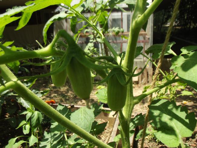 Name:  sanmarzano.jpg
Views: 1220
Size:  63.7 KB