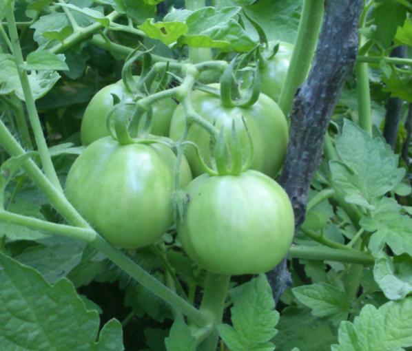 Name:  salkim_domates.jpg
Views: 1718
Size:  42.9 KB