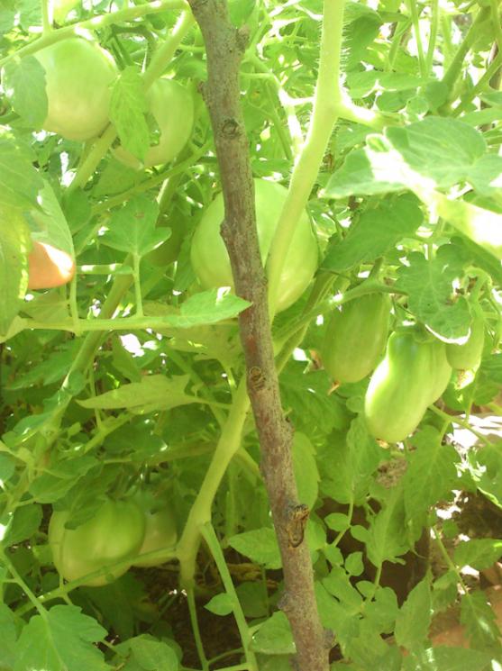 Name:  pembe_ve_sanmarzano.jpg
Views: 1408
Size:  67.2 KB