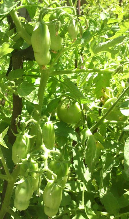 Name:  sanmarzano_ve_pembe.jpg
Views: 1704
Size:  74.7 KB